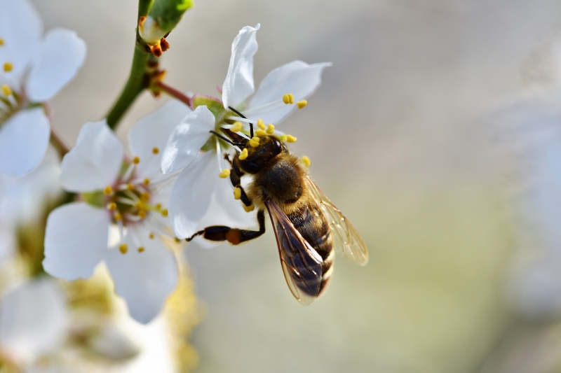 jardinerie-LES FERRES-min_bee-4092986